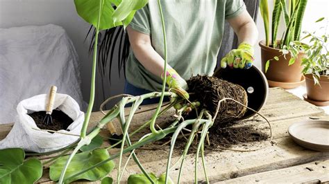 Záhradné práce podľa lunárneho kalendára