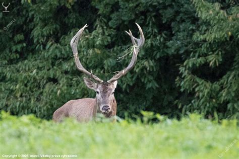 Symbolický had a jeleň