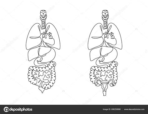 Anatomická kresba ľudského žalúdka