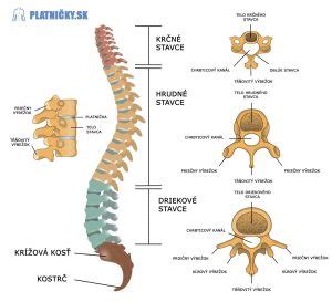 Symbolický had stočený okolo chrbtice