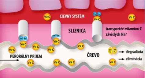 Schéma imunitného systému mačky