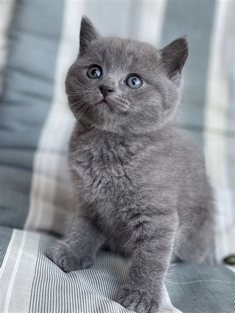 Mačka s pomalým žmurkaním