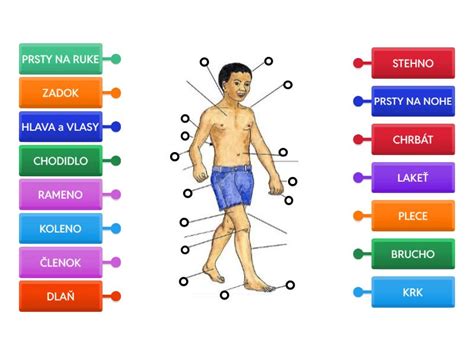 Diagram ľudského tela s vyznačenými siedmimi hlavnými črami.