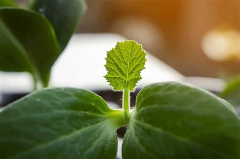 Výsev semien uhoriek do malých kvetináčov