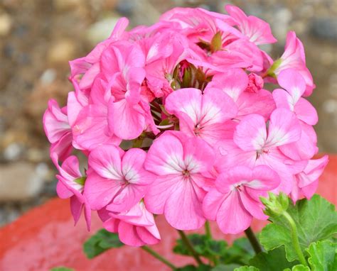 Detail listov a kvetov muškátu