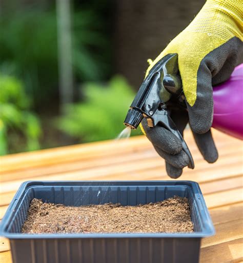 Zavlažovanie muškátov