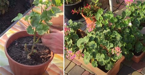 Muškáty pripravené na zazimovanie