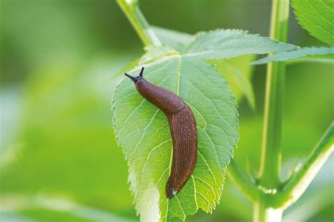 Ilustrácia škodcov na muškáte