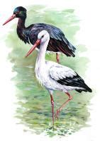 Ilustrácia bociana