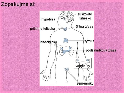 Diagram znázorňujúci šuškovité teliesko ako centrum duchovnej energie