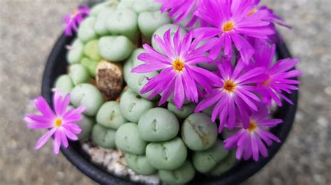 Šperky s polodrahokamami, ktoré sa hodia k znameniu Škorpión