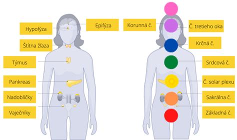 Diagram znázorňujúci umiestnenie hlavných endokrinných žliaz