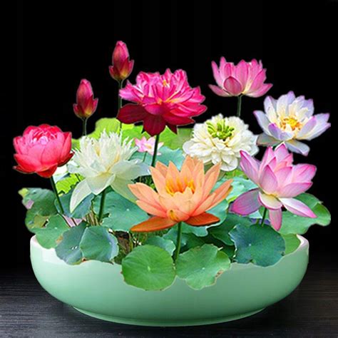 Ilustrácia lotosového kvetu