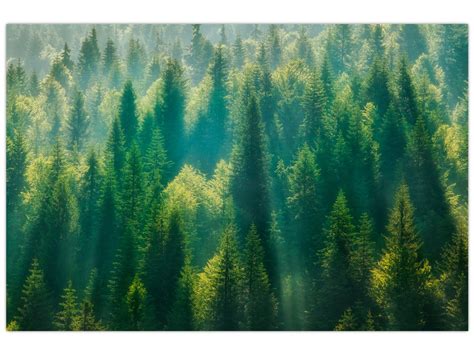 Borovicový les na jeseň