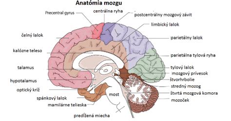 Ilustrácia ľudského mozgu s vyznačenými hemisférami
