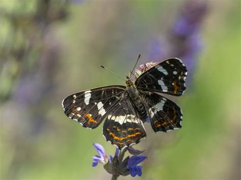 Motýľ prechádzajúci metamorfózou
