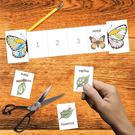 Ilustrácia životného cyklu motýľa