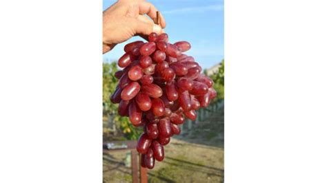 Hrozno odrody Talizman